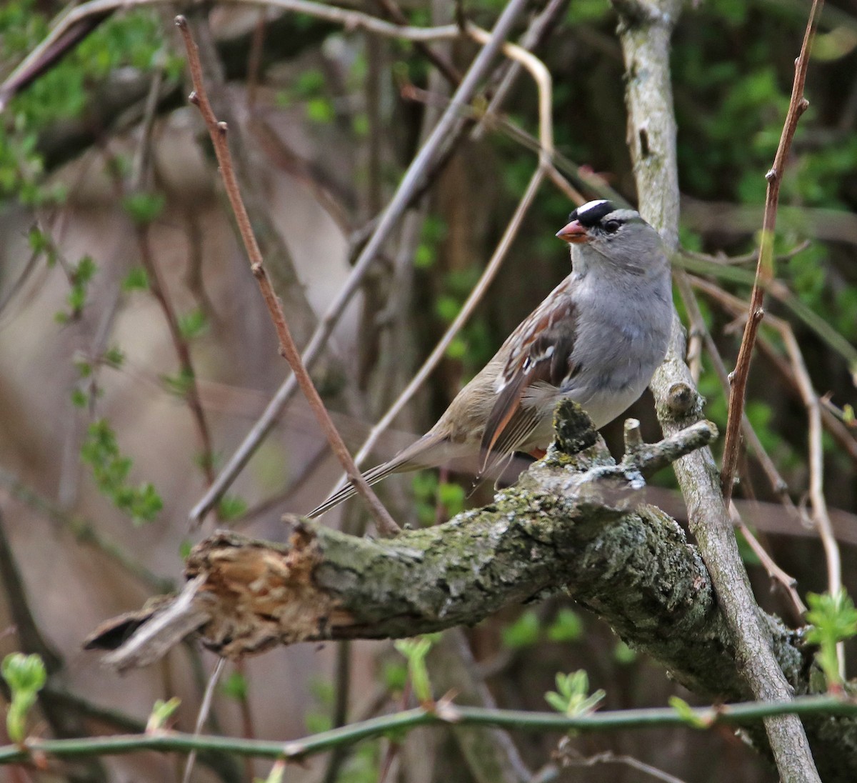 White-crowned Sparrow - ML324203971