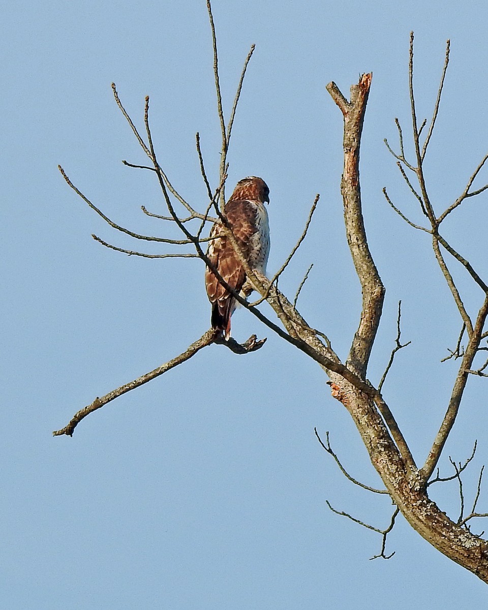 Red-tailed Hawk - ML324204241