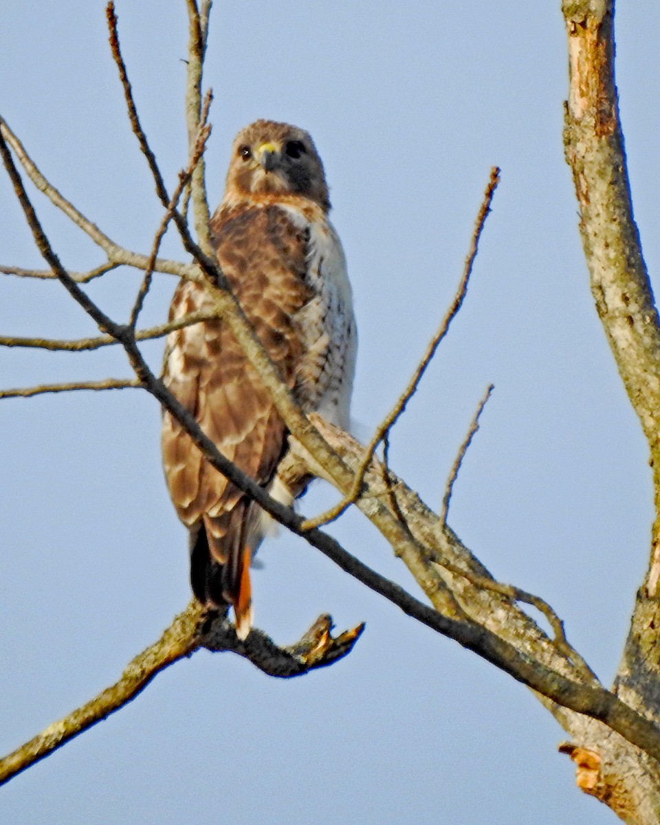 Red-tailed Hawk - ML324204261