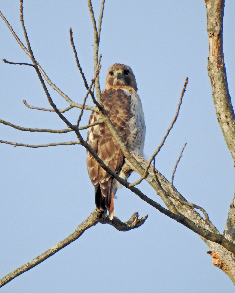 Red-tailed Hawk - ML324204271