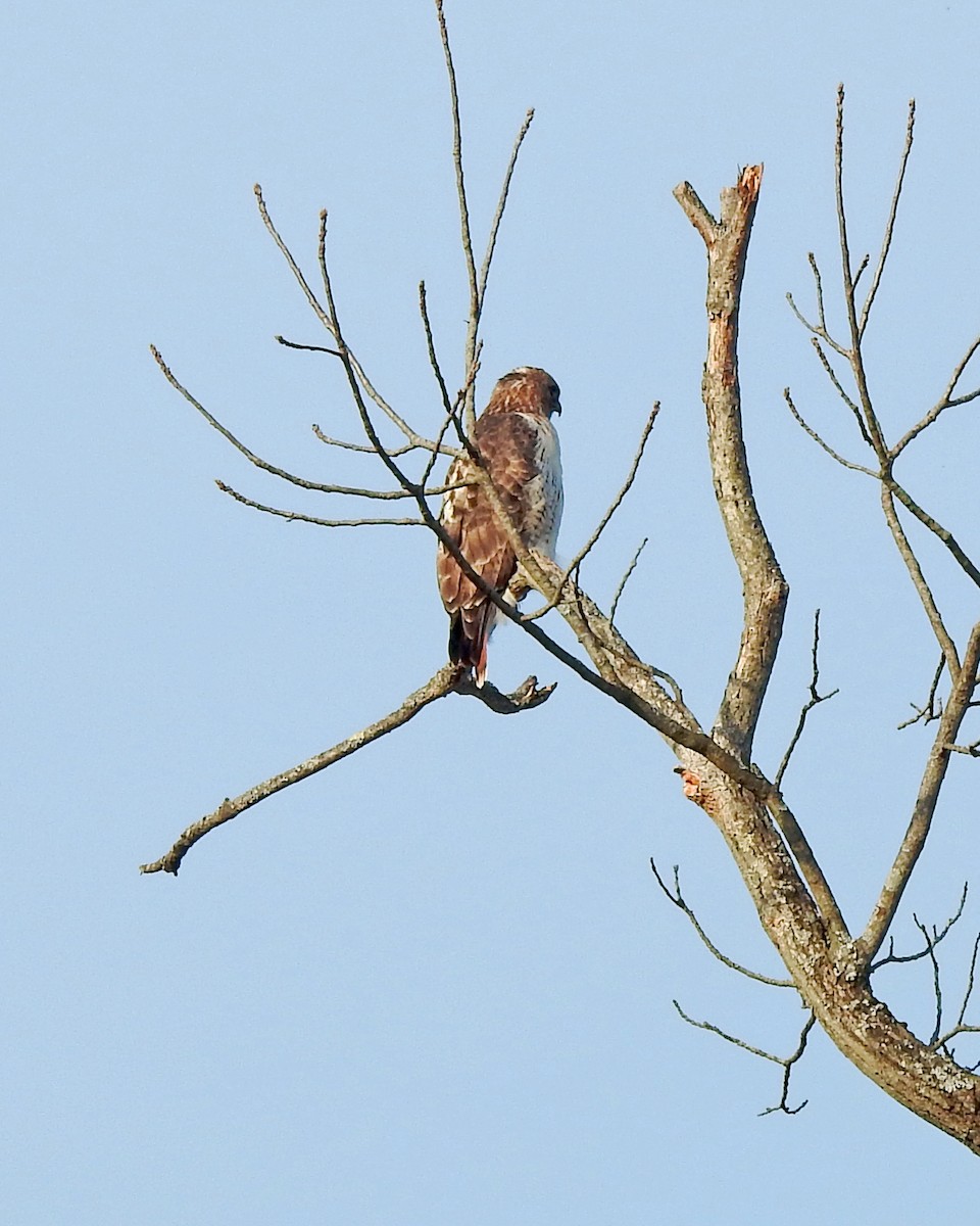 Red-tailed Hawk - ML324204281