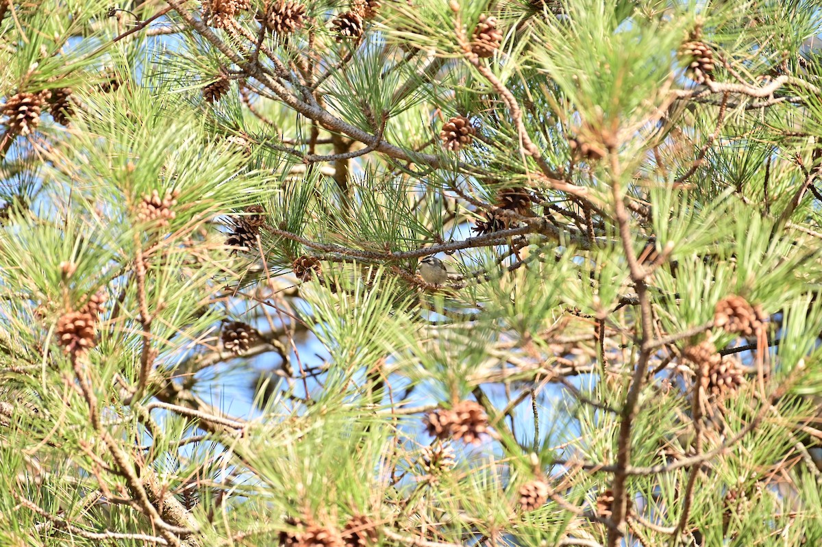 Roitelet à couronne dorée - ML324204661