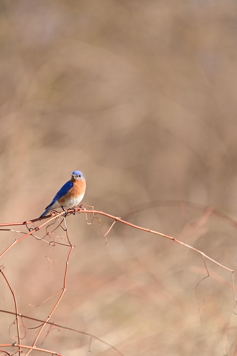 Eastern Bluebird - ML324205021