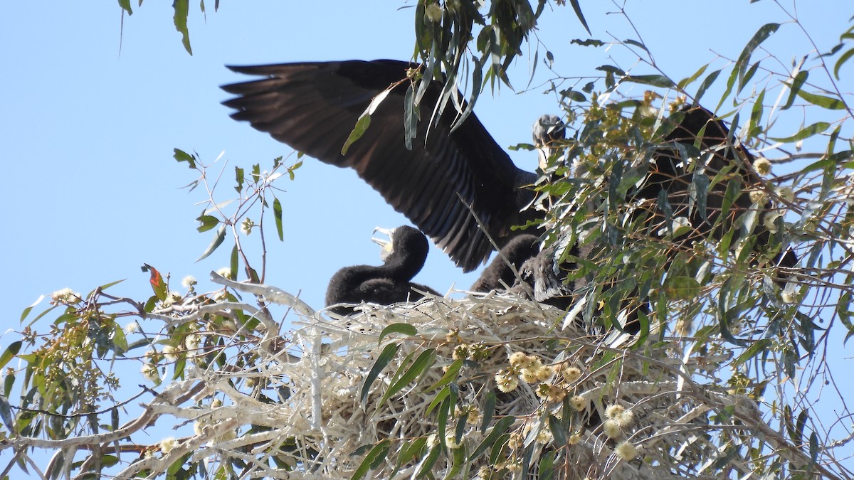 Double-crested Cormorant - ML324205051