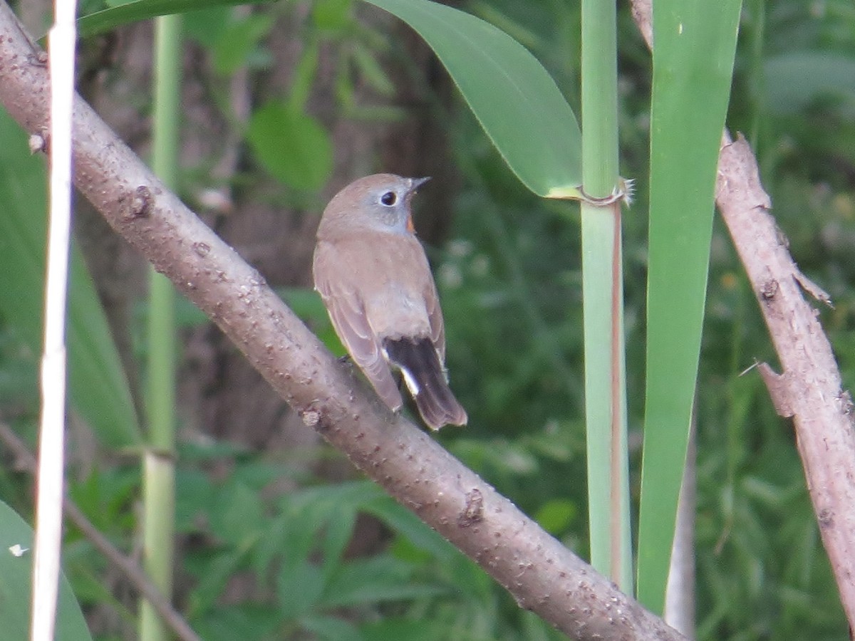 Taiga Flycatcher - ML324206001