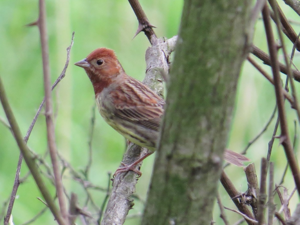 Chestnut Bunting - ML324206221