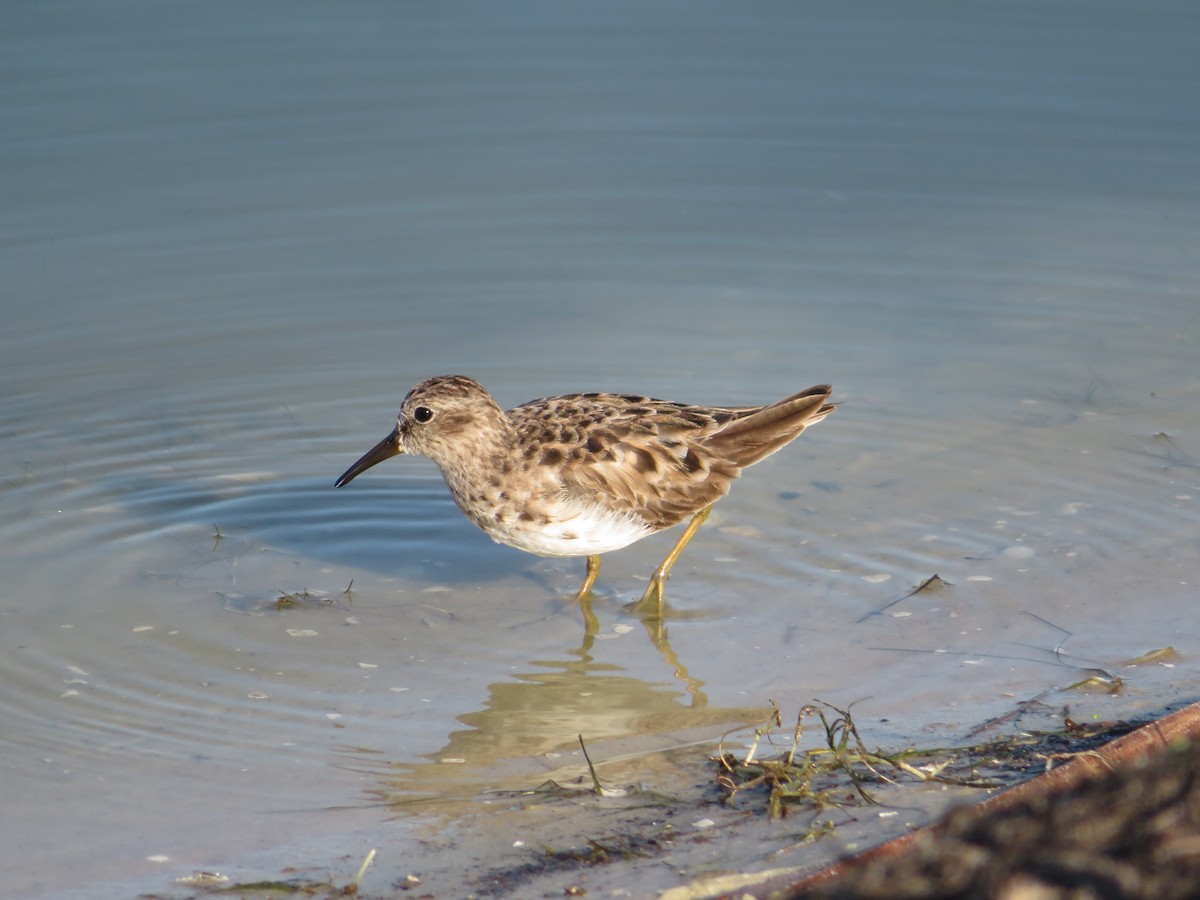 Least Sandpiper - karl  schmidt