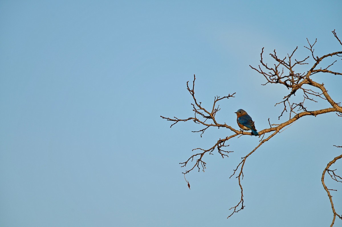 Eastern Bluebird - ML324206571