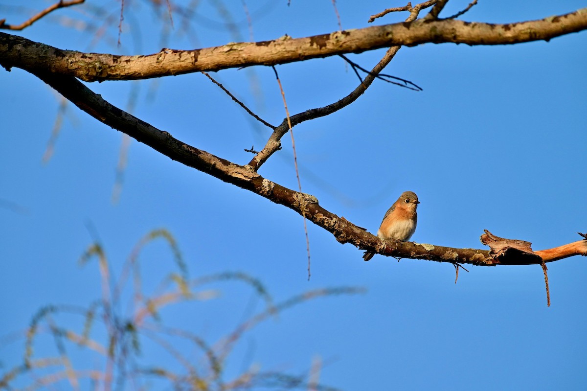 Eastern Bluebird - ML324206581