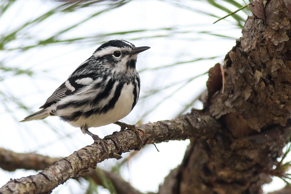 Black-and-white Warbler - ML324206691