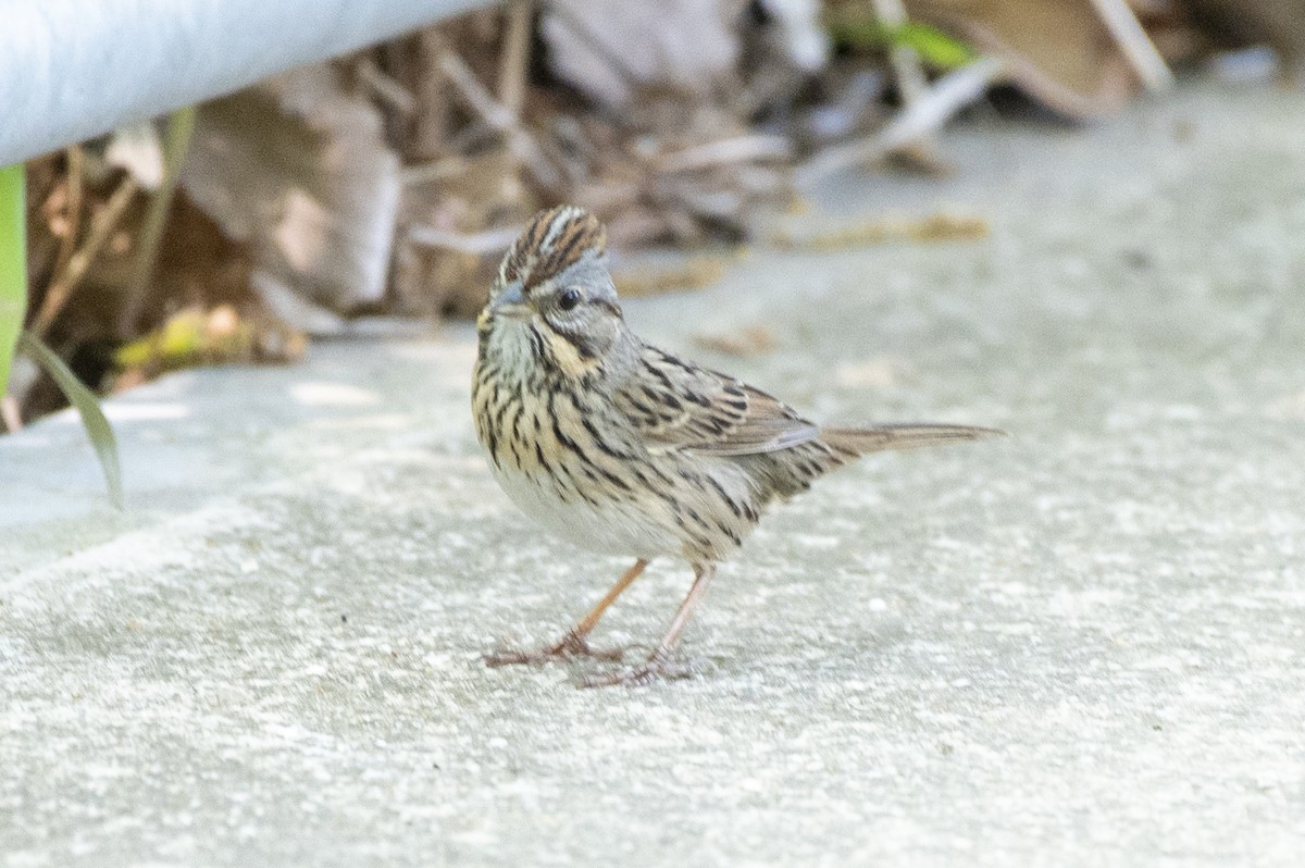 Lincoln's Sparrow - Brigitte Brantley