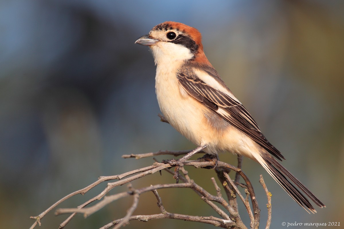 Woodchat Shrike - ML324208571