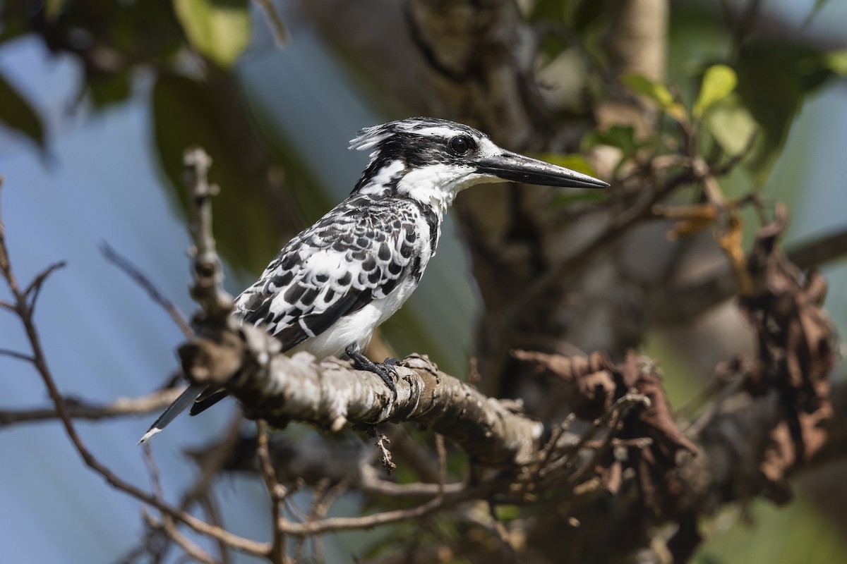 Pied Kingfisher - ML324214131