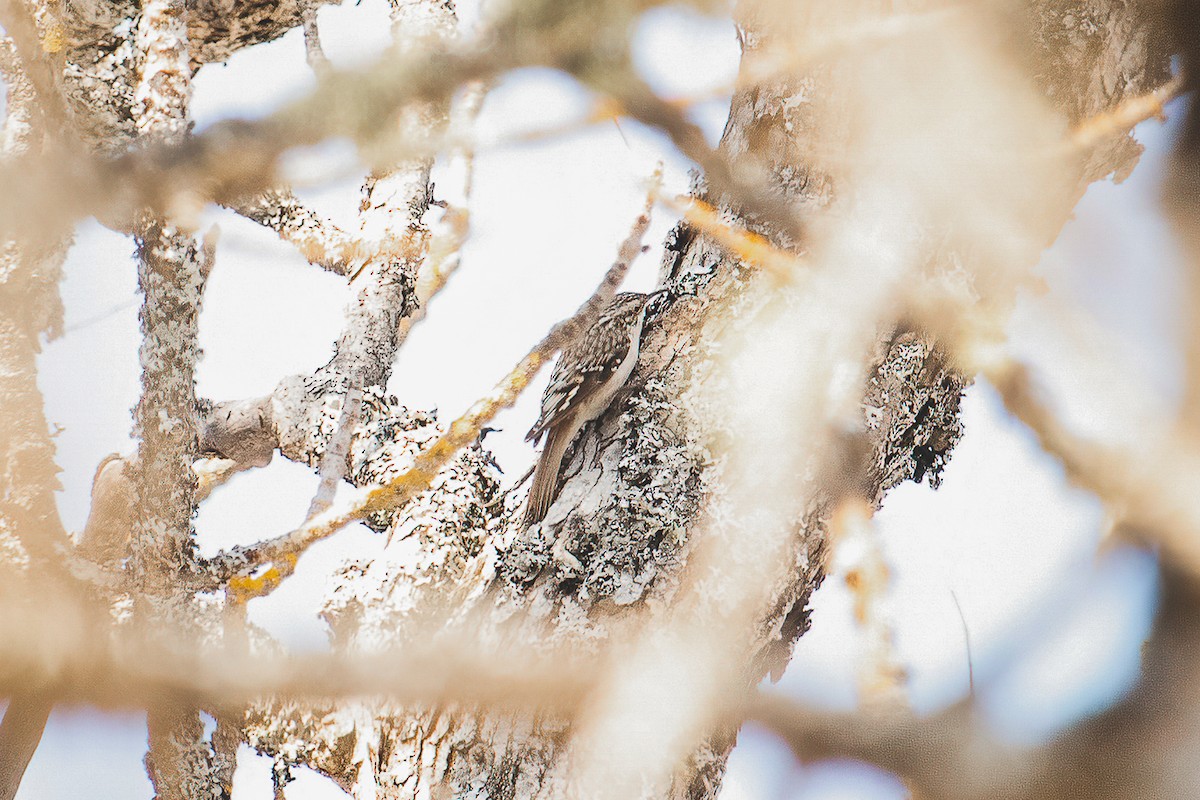 Brown Creeper - ML324214871