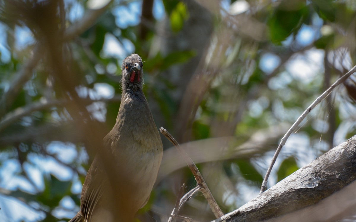 Plain Chachalaca - ML324215851