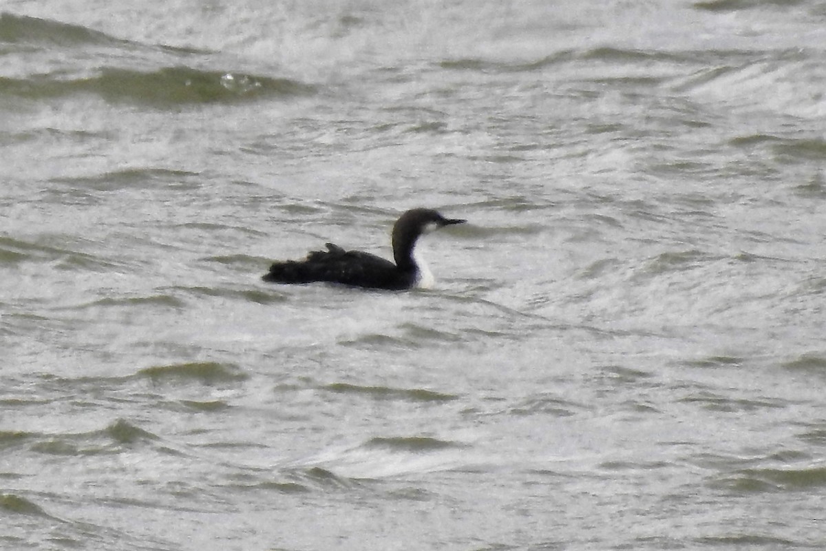 Pacific Loon - ML324215861