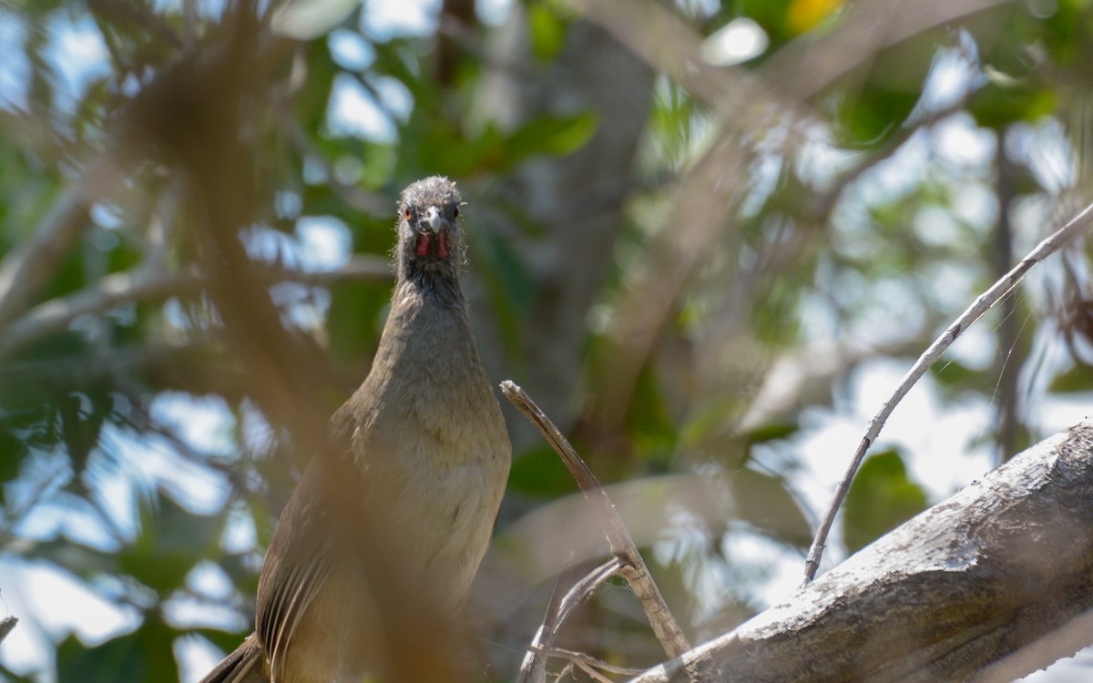 Plain Chachalaca - ML324215881