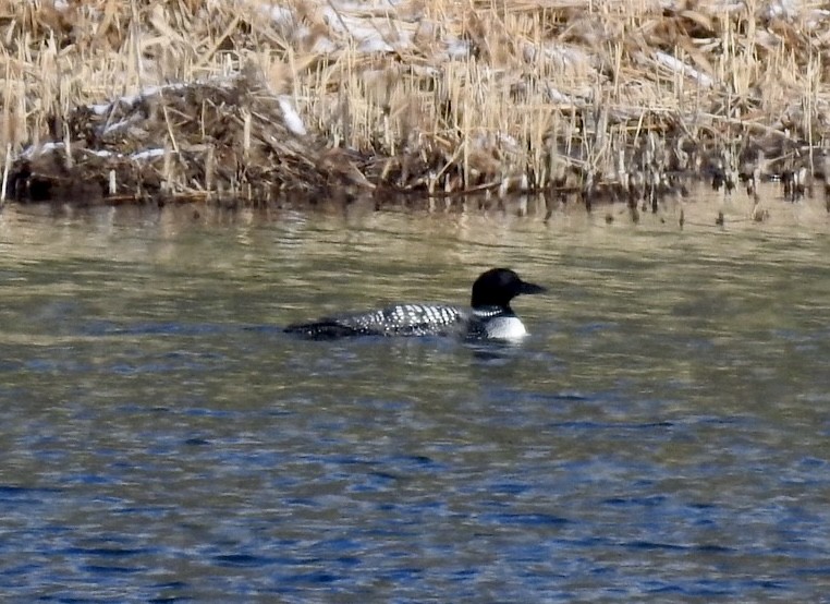 Common Loon - ML324215901