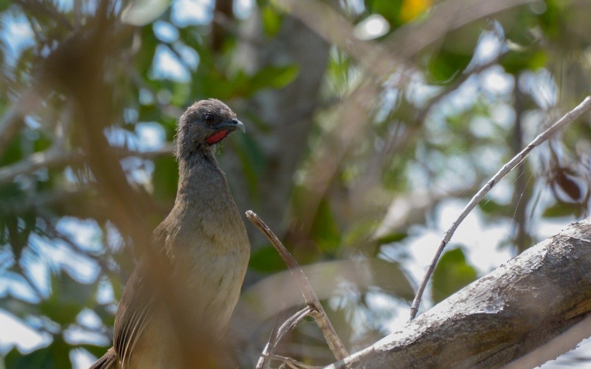 Plain Chachalaca - ML324215941