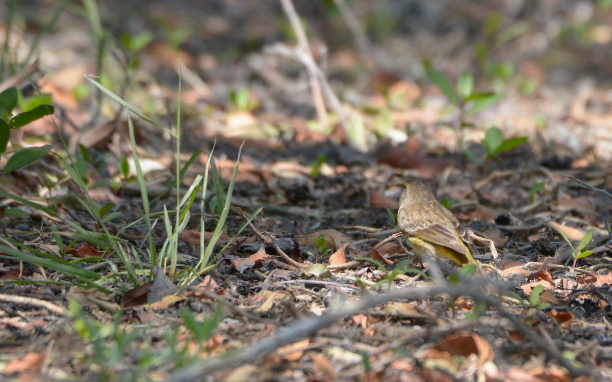 Palm Warbler - ML324216011