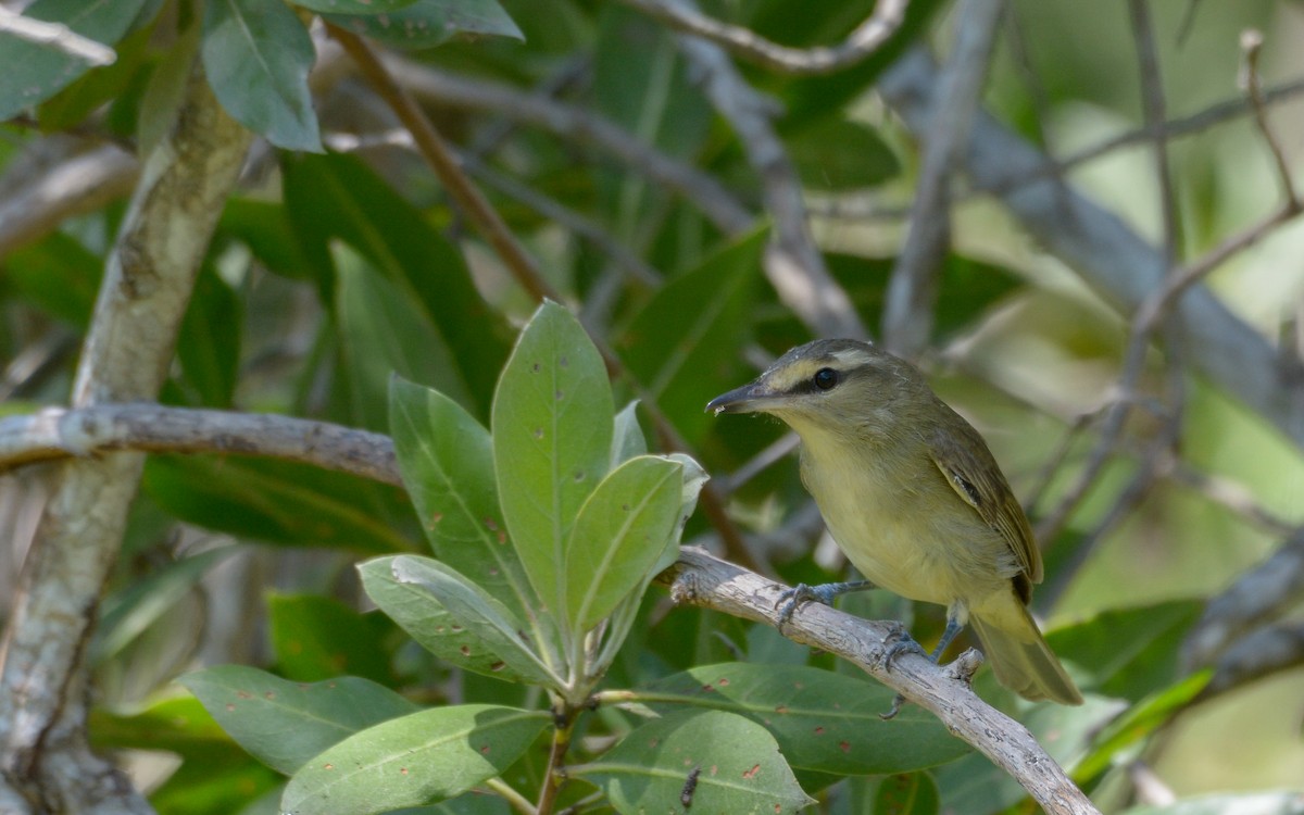 Yucatan Vireo - ML324216131