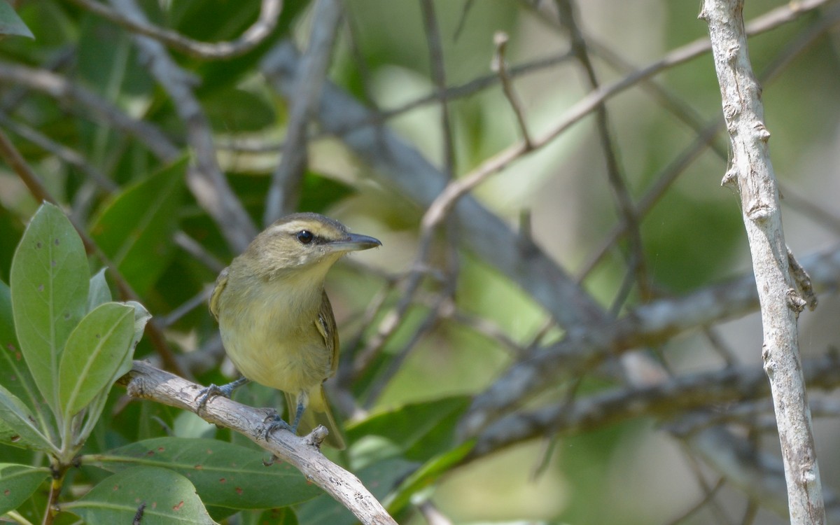 Yucatan Vireo - ML324216161