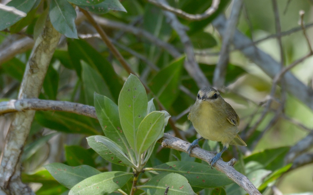 Yucatan Vireo - ML324216171