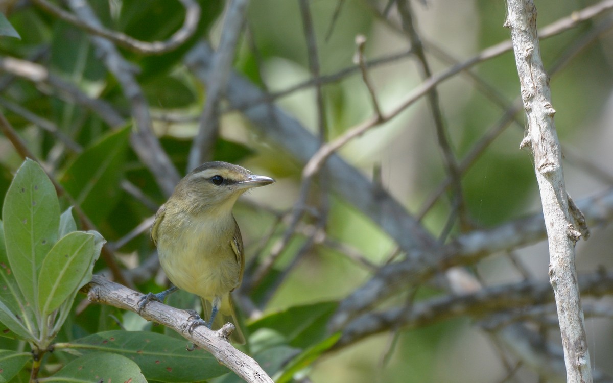 Yucatan Vireo - ML324216181