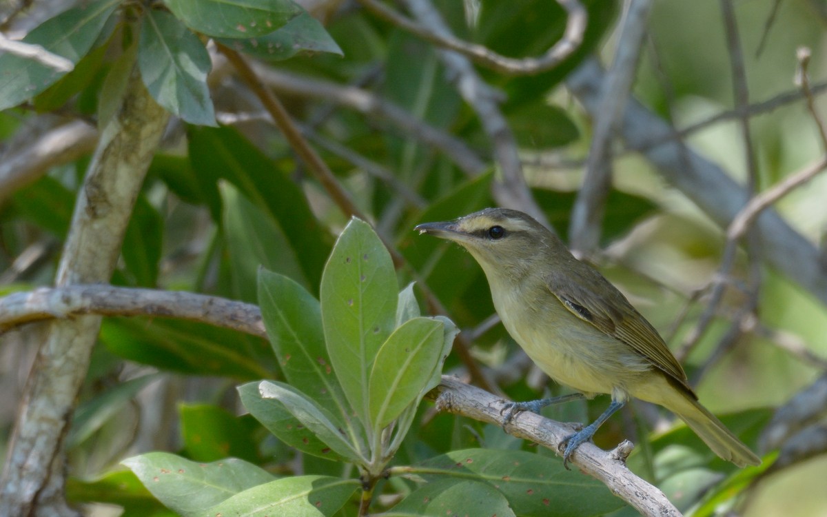 Yucatan Vireo - ML324216201