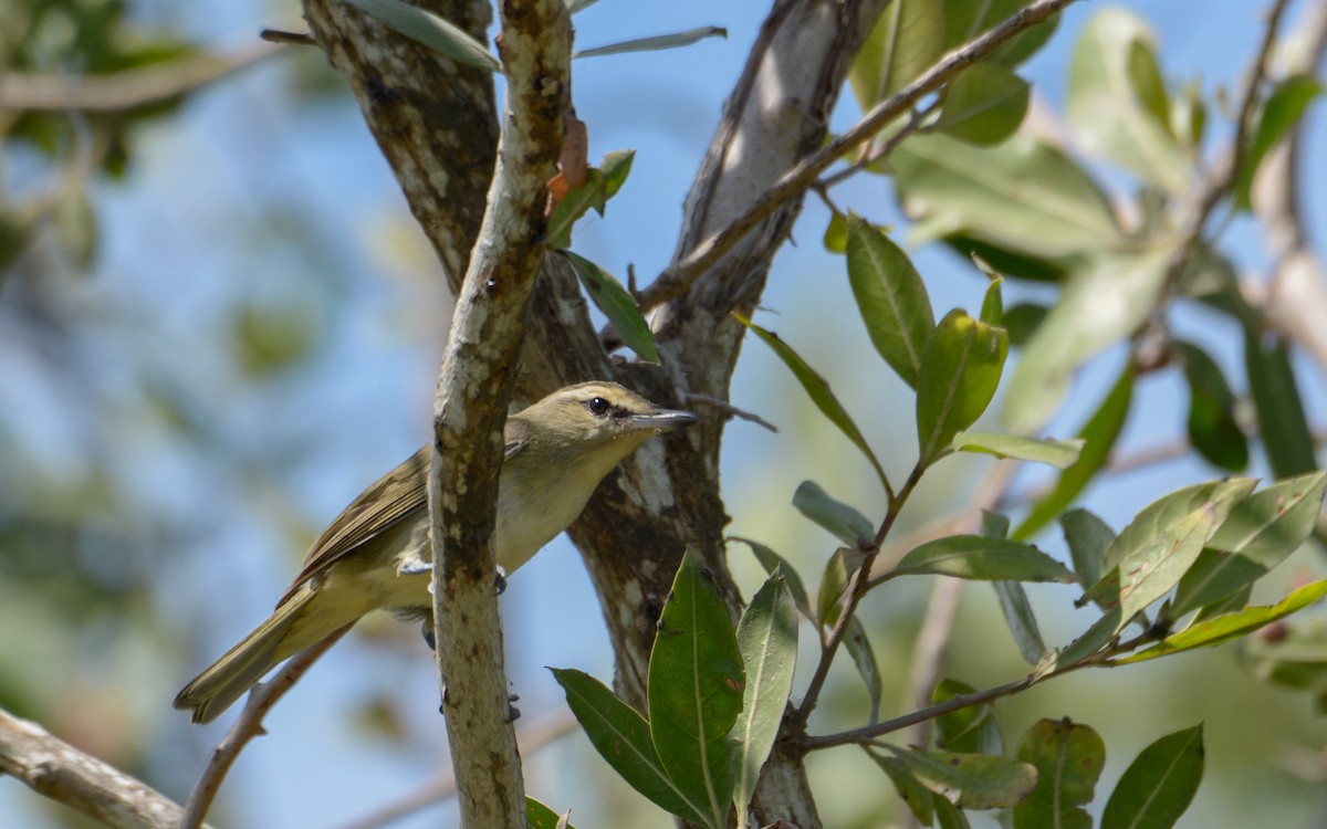 Yucatan Vireo - ML324216211