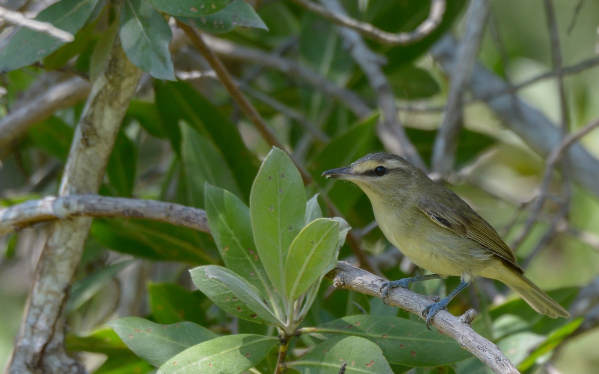 Yucatan Vireo - ML324216241
