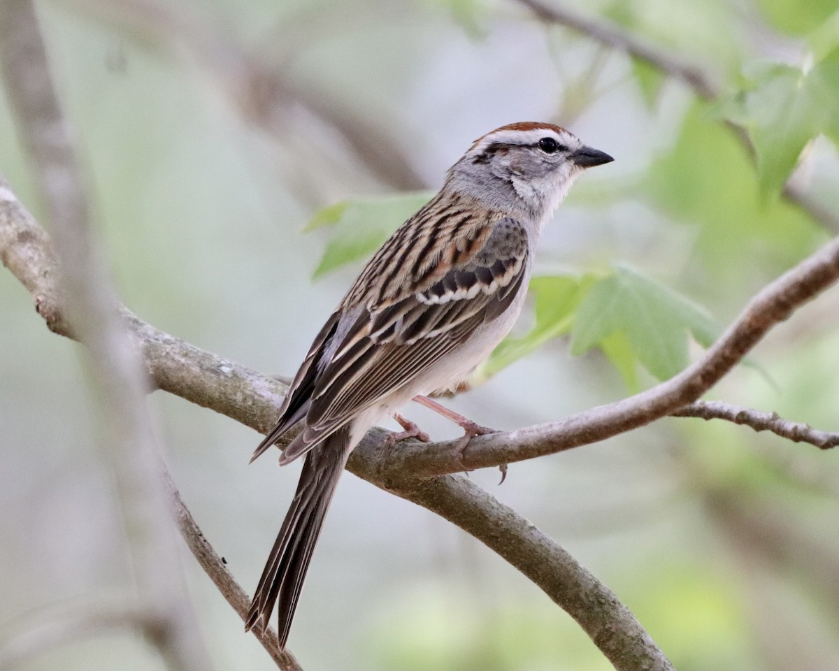 Chipping Sparrow - ML324217971