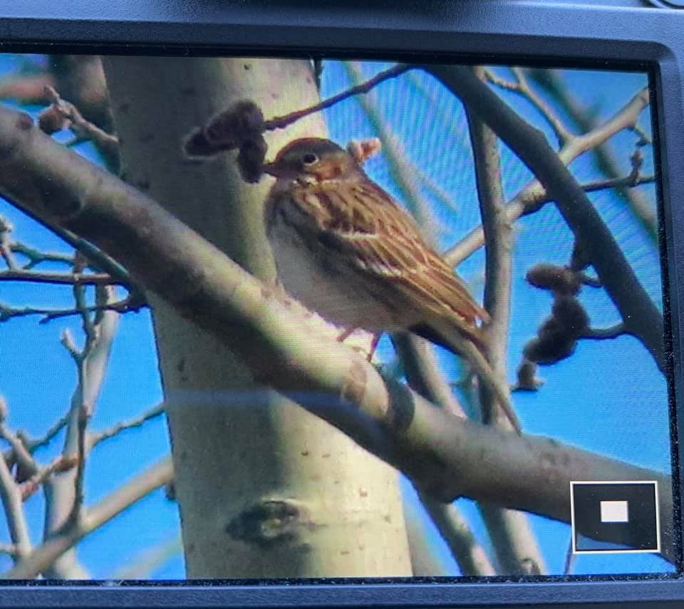 Vesper Sparrow - ML324220571