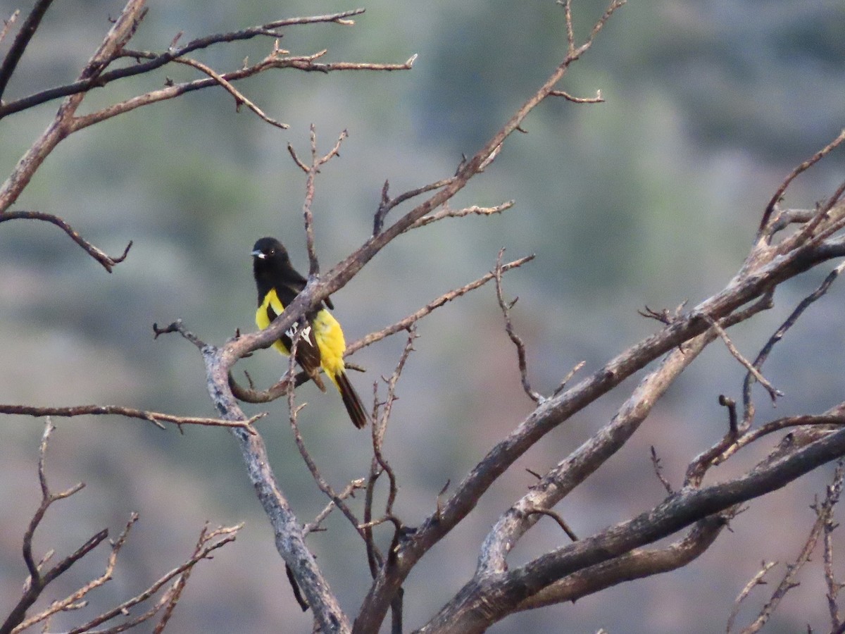 Oriole jaune-verdâtre - ML324223421