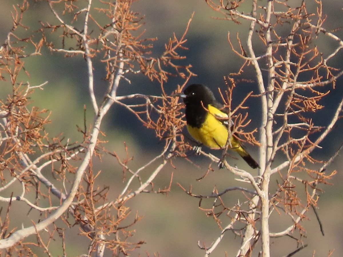 Scott's Oriole - ML324223441