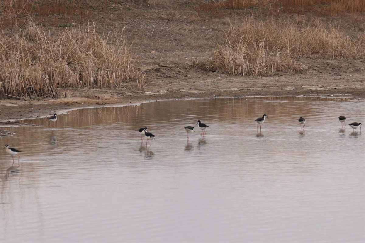 Black-necked Stilt - ML324223461