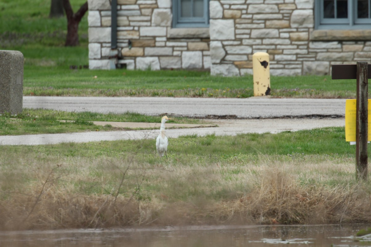 Western Cattle Egret - ML324224991