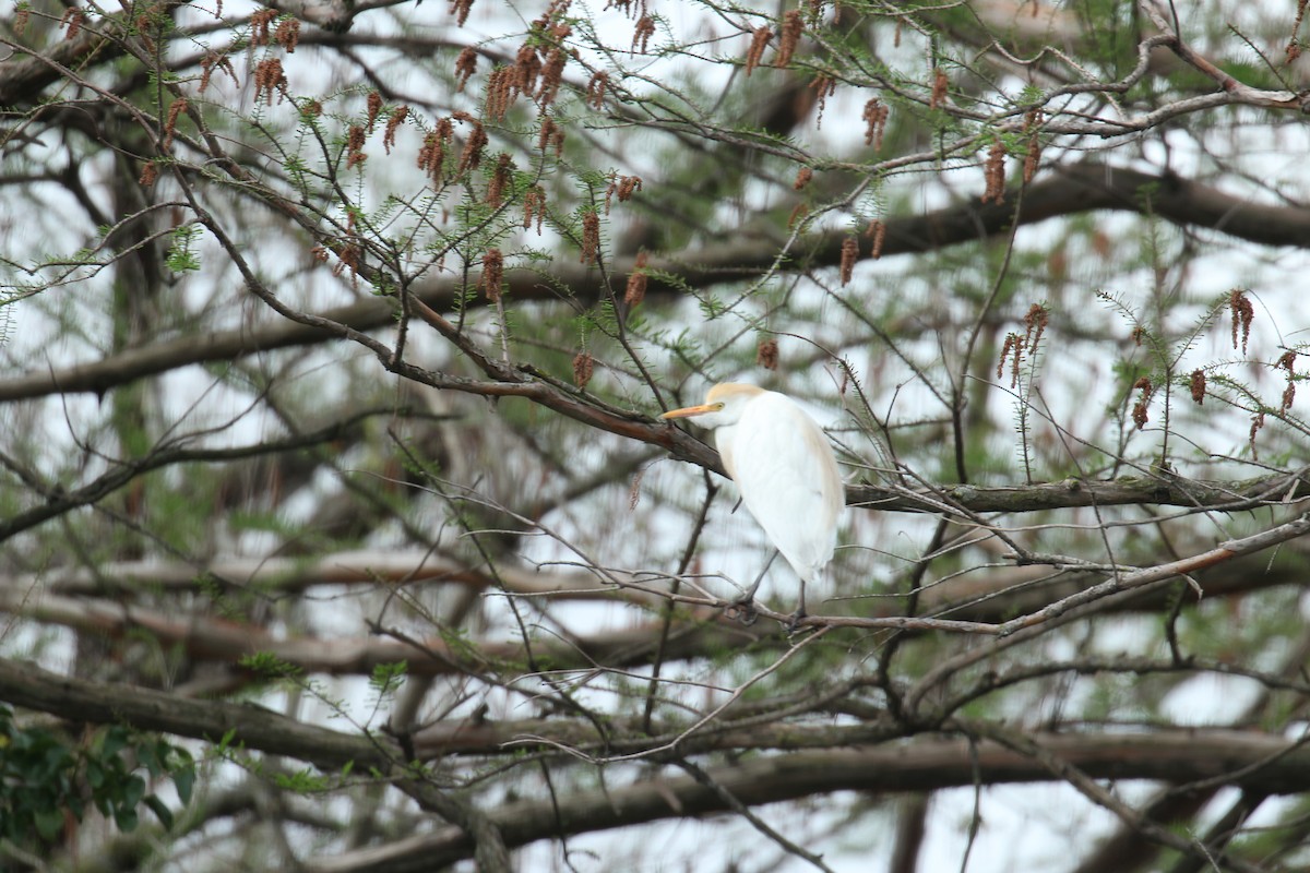 Western Cattle Egret - ML324225171