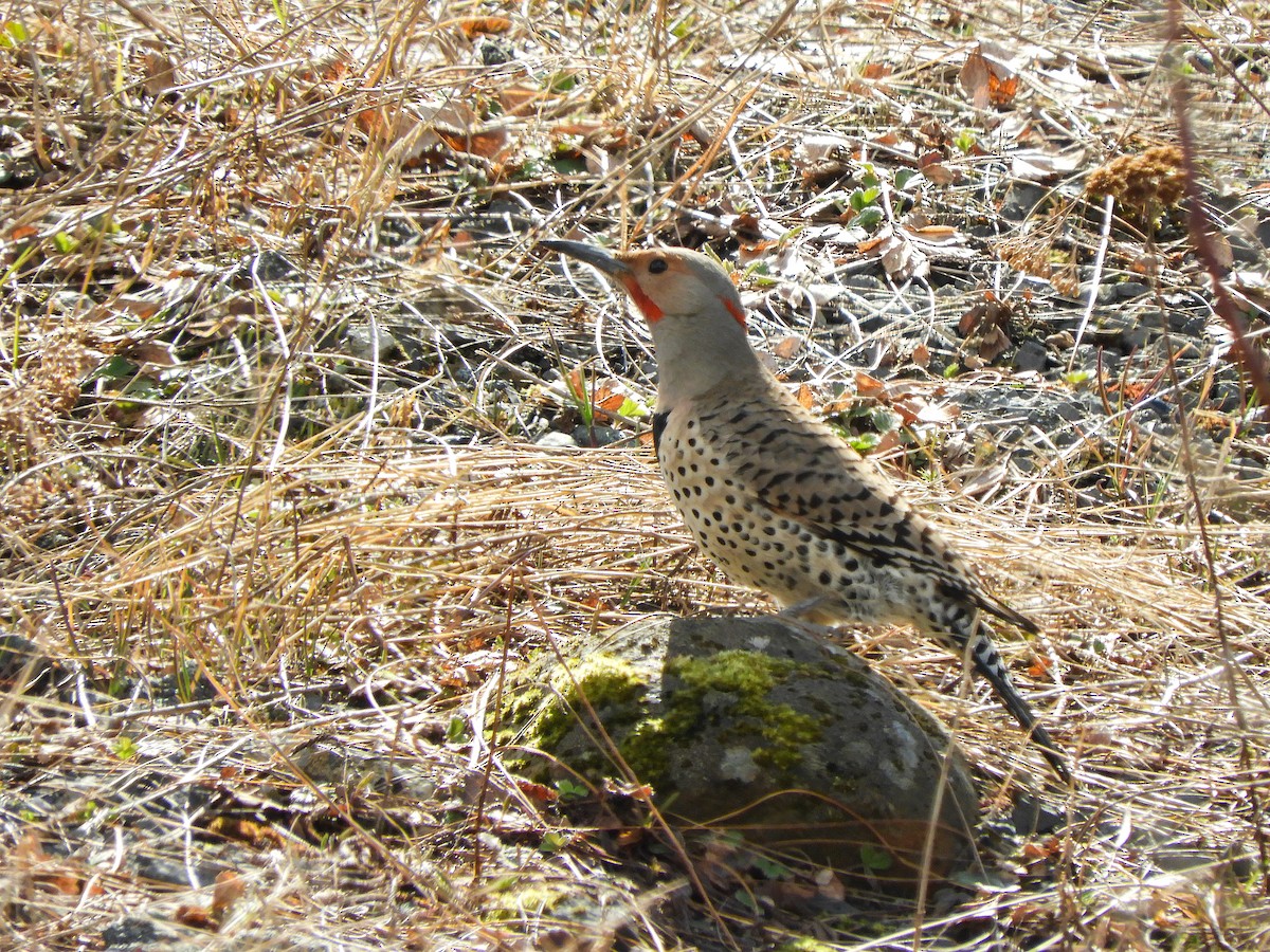 Northern Flicker (Yellow-shafted x Red-shafted) - ML324225591