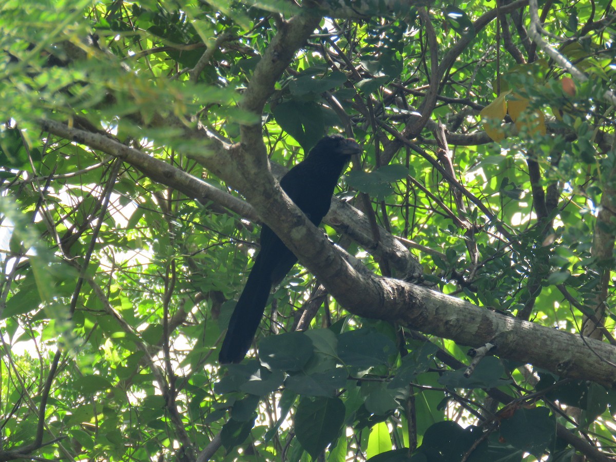 Smooth-billed Ani - ML32422601