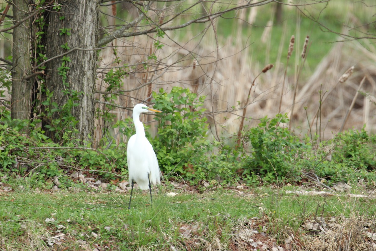 Great Egret - ML324226341