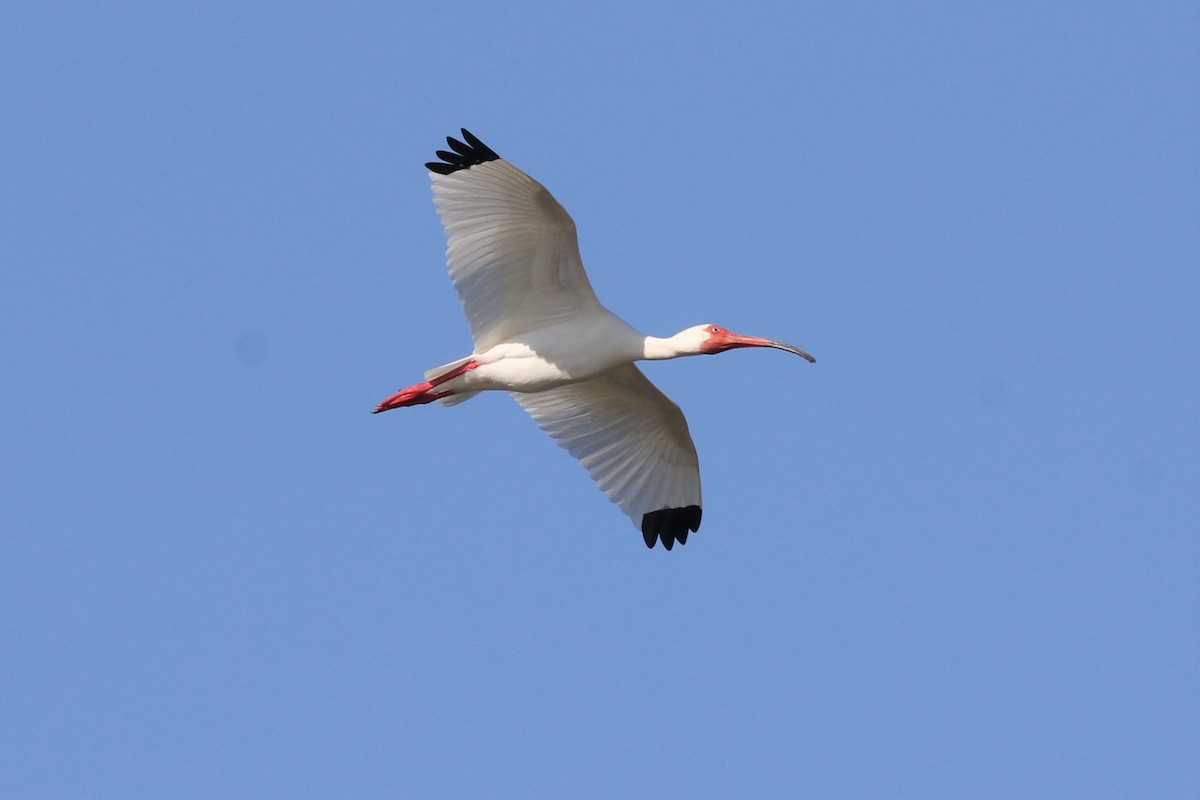 ibis bílý - ML324226631