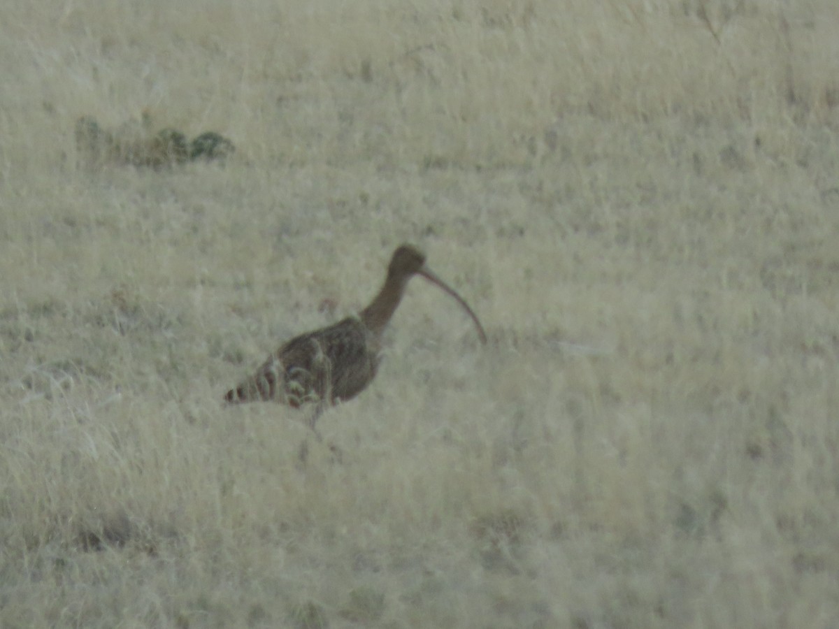 Long-billed Curlew - ML324226781