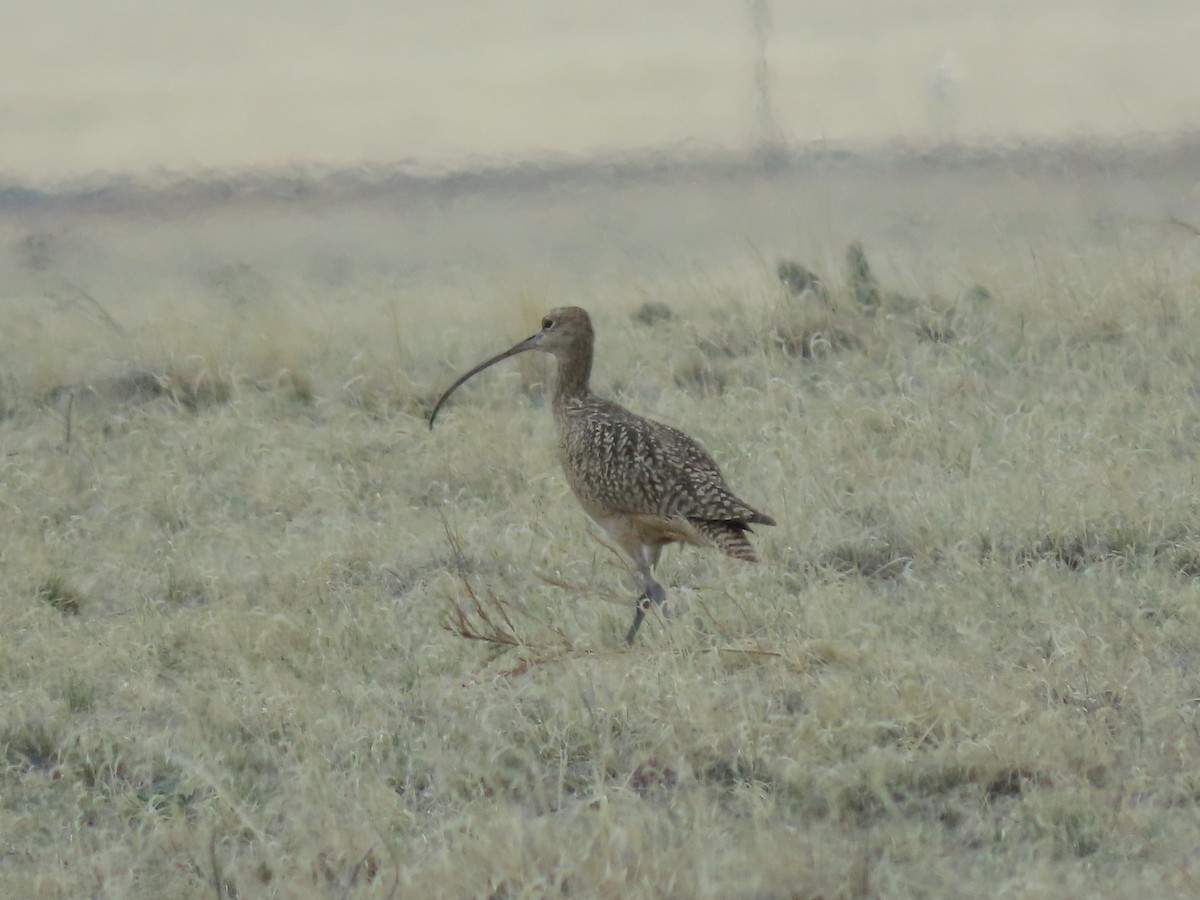 Long-billed Curlew - ML324226801