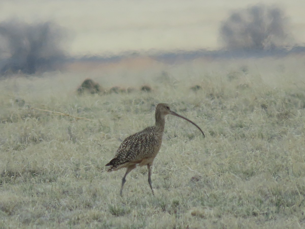 Long-billed Curlew - ML324226821