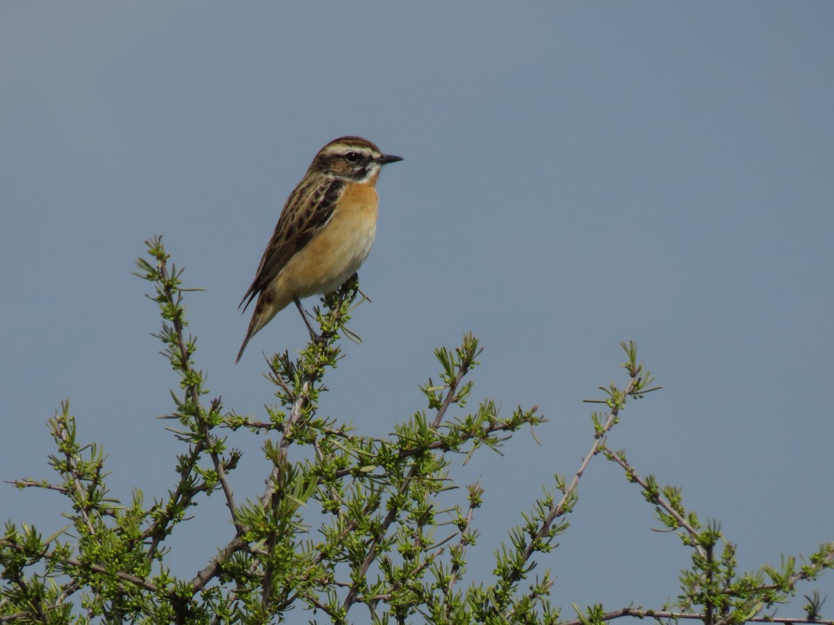 Whinchat - ML324227121