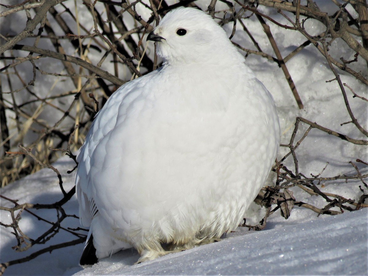 Willow Ptarmigan - ML324229921