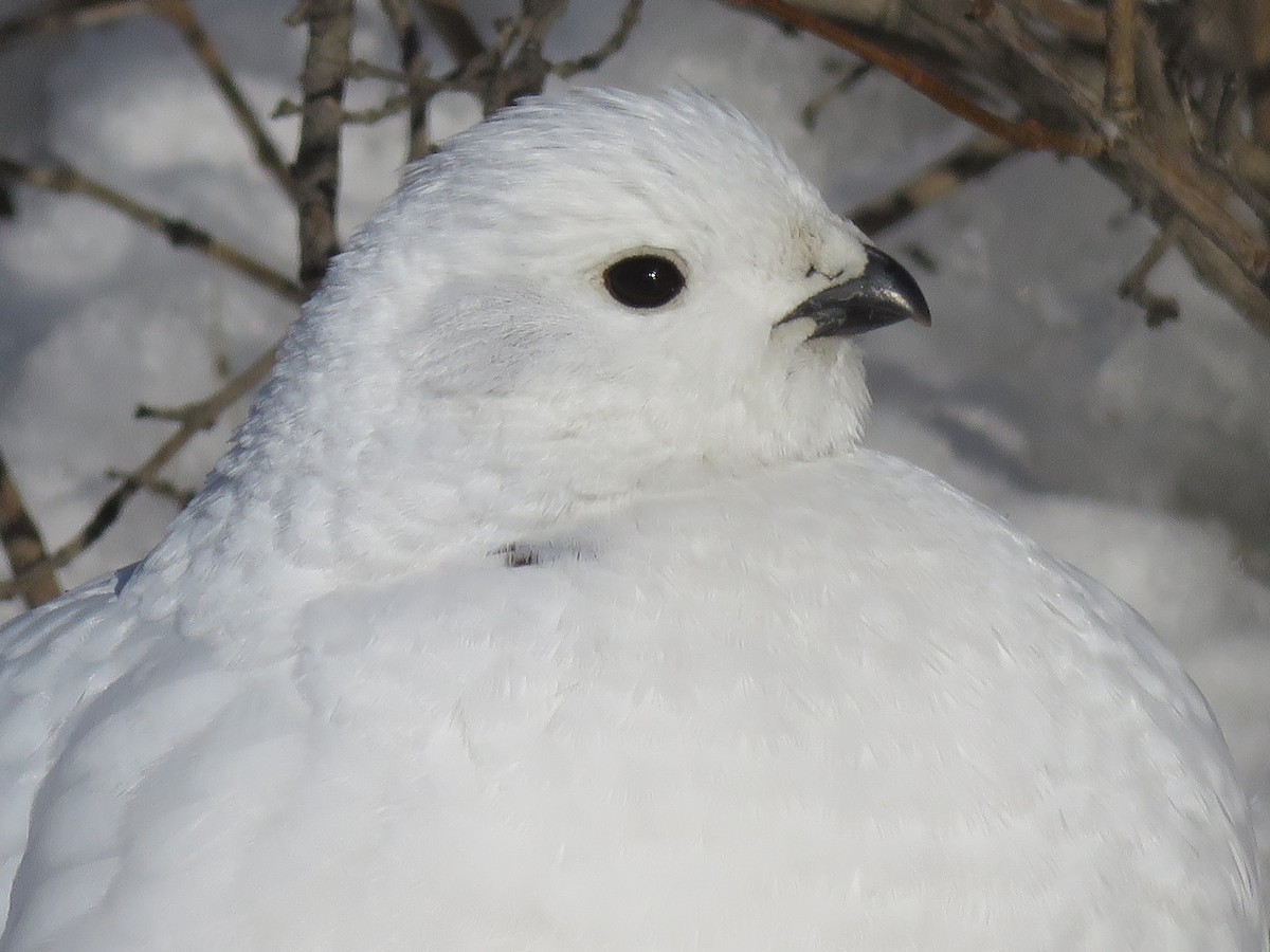 Willow Ptarmigan - ML324230141