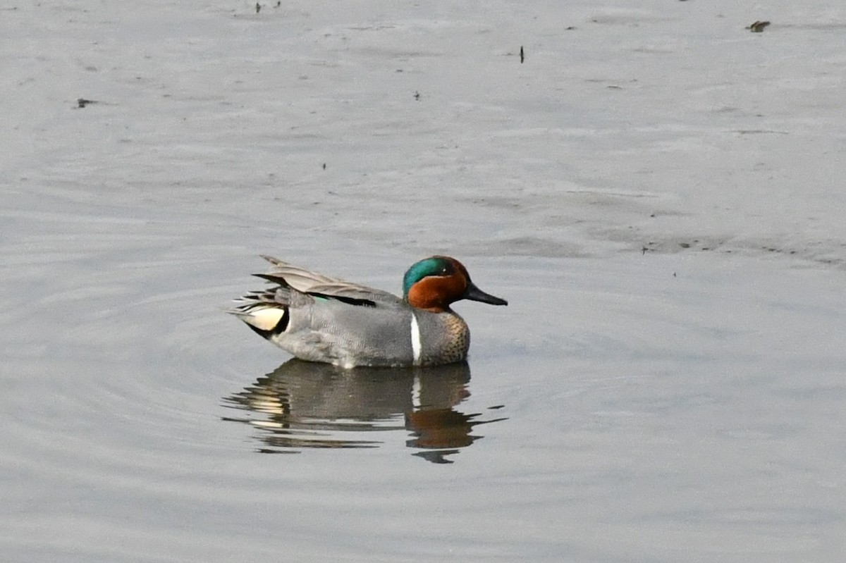 Green-winged Teal - ML324231201