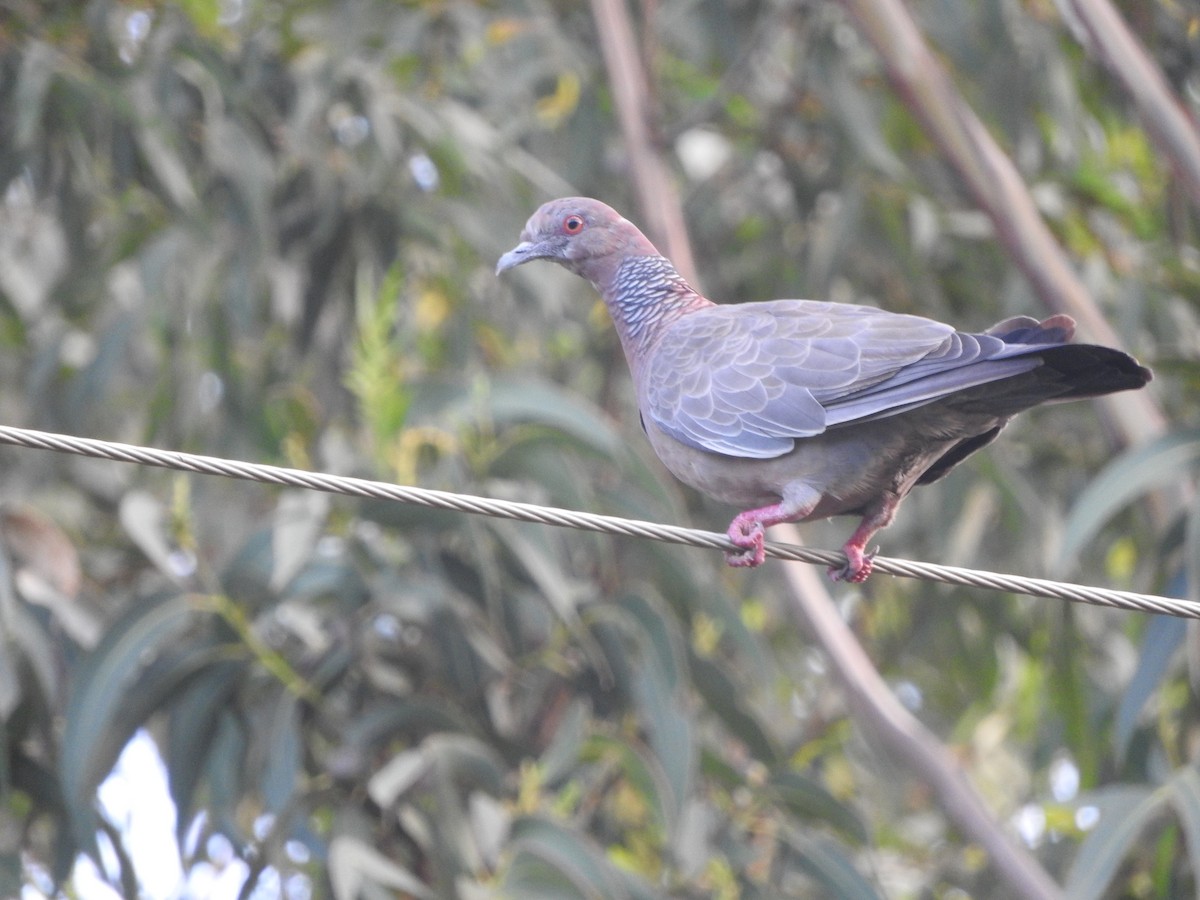 Pigeon picazuro - ML324231801